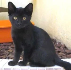 Gato raça SRD idade  nome Jhon