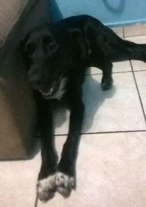 Cachorro raça SRD idade 2 anos nome Sheyk