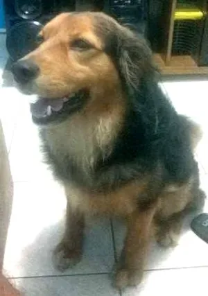 Cachorro raça SRD idade 5 anos nome Jack