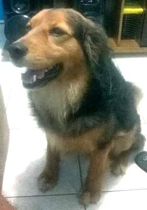 Cachorro ra a SRD idade 5 anos nome Jack