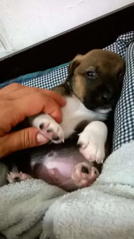 Cachorro ra a nao sei idade Abaixo de 2 meses nome s/ nome
