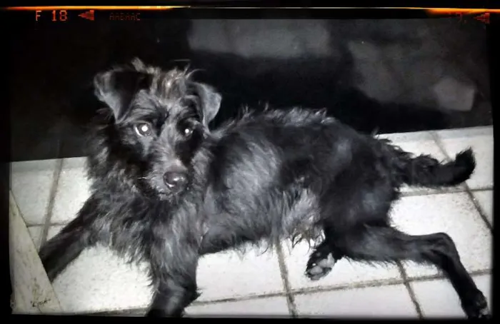 Cachorro raça SRD idade 7 a 11 meses nome SALSICHA 