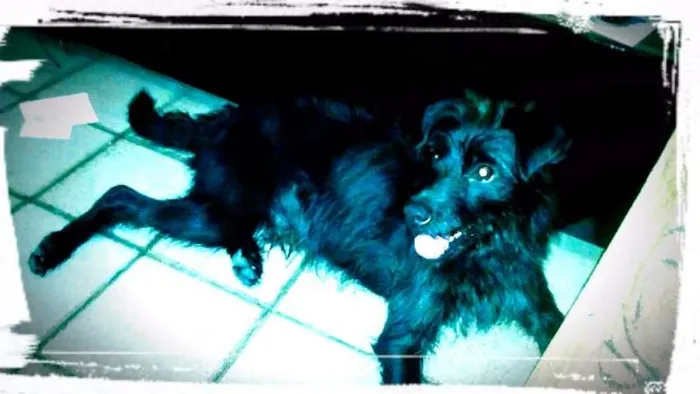 Cachorro raça SRD idade 7 a 11 meses nome SALSICHA 