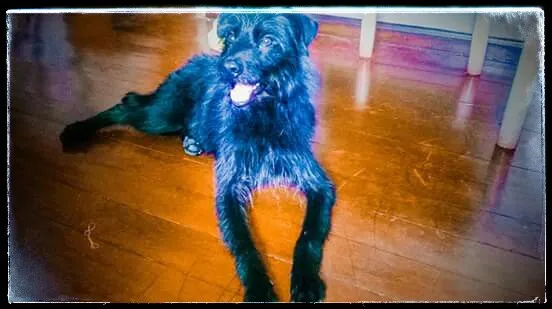 Cachorro raça SRD idade 7 a 11 meses nome SALSICHA 