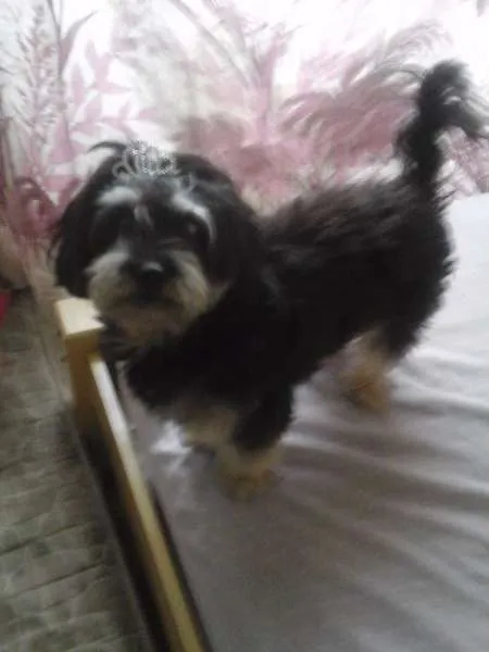 Cachorro raça Poodle com Yorkshire idade 2 anos nome Mayla