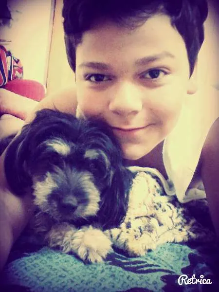 Cachorro raça Poodle com Yorkshire idade 2 anos nome Mayla