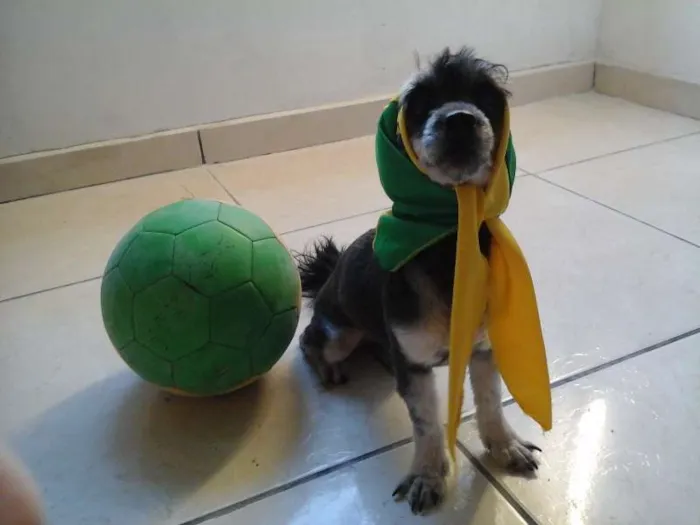 Cachorro raça Poodle com Yorkshire idade 2 anos nome Mayla