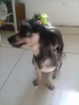 Mayla