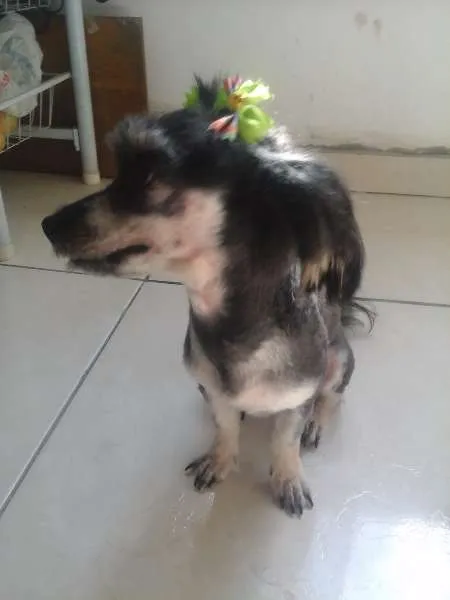 Cachorro raça Poodle com Yorkshire idade 2 anos nome Mayla