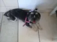 Mayla