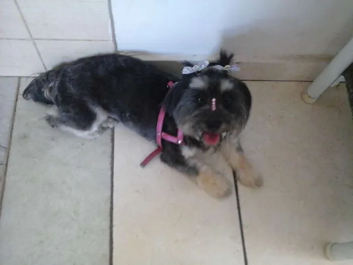 Cachorro raça Poodle com Yorkshire idade 2 anos nome Mayla