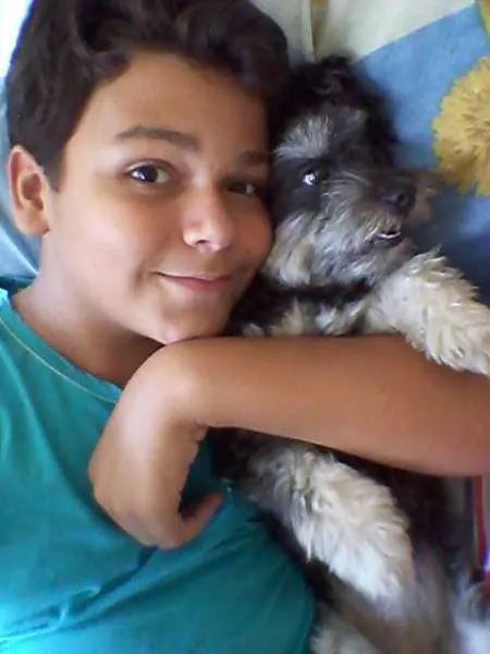 Cachorro raça Poodle com Yorkshire idade 2 anos nome Mayla
