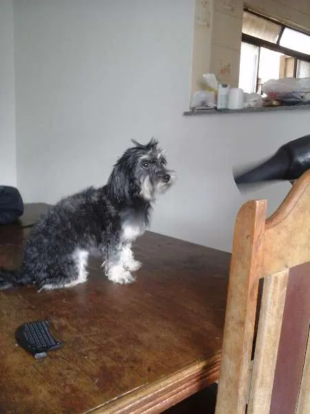 Cachorro raça Poodle com Yorkshire idade 2 anos nome Mayla