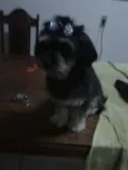 Mayla