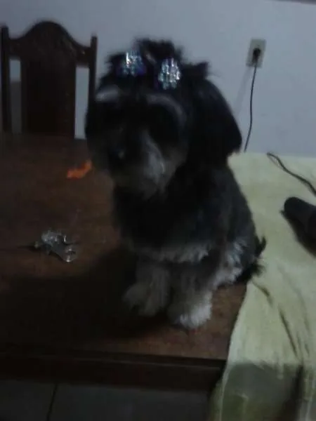 Cachorro raça Poodle com Yorkshire idade 2 anos nome Mayla