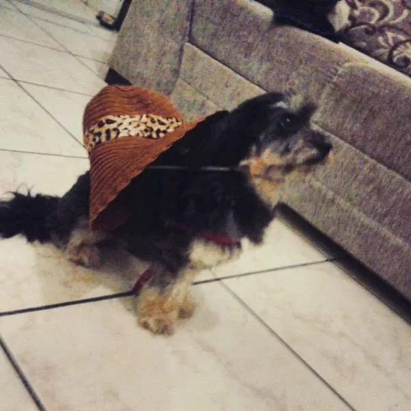 Cachorro raça Poodle com Yorkshire idade 2 anos nome Mayla