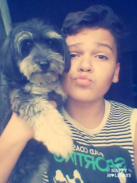 Cachorro raça Poodle com Yorkshire idade 2 anos nome Mayla