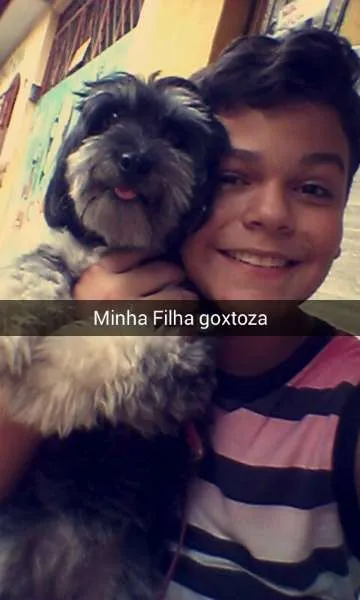 Cachorro raça Poodle com Yorkshire idade 2 anos nome Mayla
