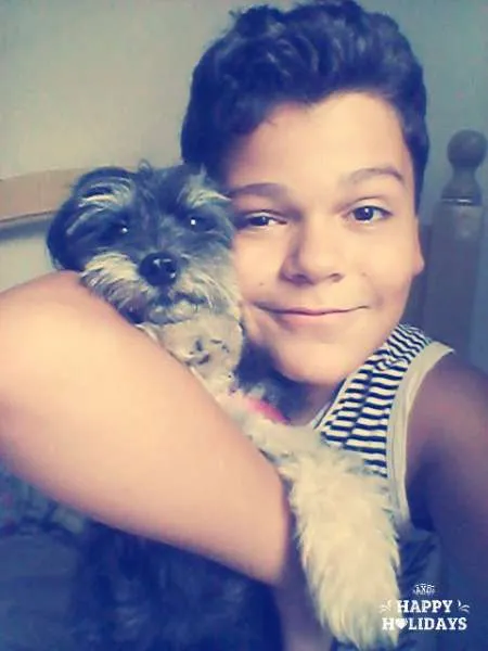 Cachorro raça Poodle com Yorkshire idade 2 anos nome Mayla