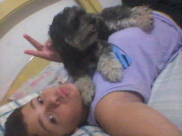 Cachorro raça Poodle com Yorkshire idade 2 anos nome Mayla