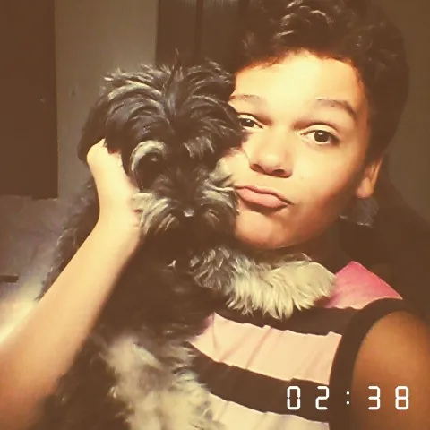 Cachorro raça Poodle com Yorkshire idade 2 anos nome Mayla