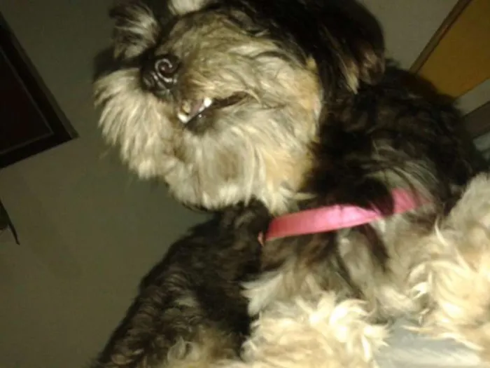 Cachorro raça Poodle com Yorkshire idade 2 anos nome Mayla