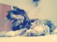 Mayla