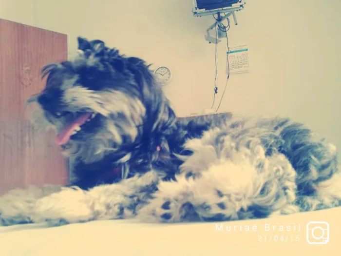 Cachorro raça Poodle com Yorkshire idade 2 anos nome Mayla