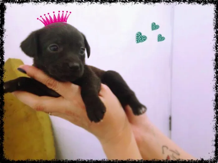 Cachorro ra a vira lata idade Abaixo de 2 meses nome Pérola