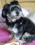 Mayla