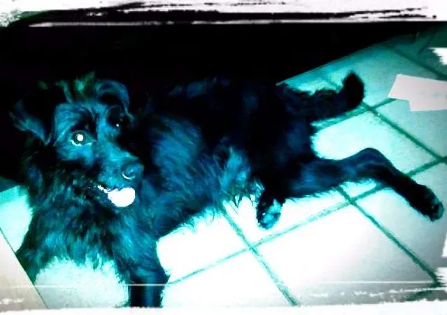 Cachorro raça SRD idade 7 a 11 meses nome SALSICHA 