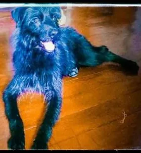 Cachorro raça SRD idade 7 a 11 meses nome SALSICHA 