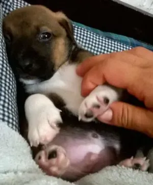 Cachorro raça nao sei idade Abaixo de 2 meses nome s/ nome