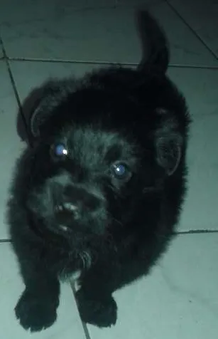 Cachorro ra a SRD idade Abaixo de 2 meses nome filhotes