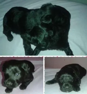 Cachorro raça SRD idade Abaixo de 2 meses nome filhotes