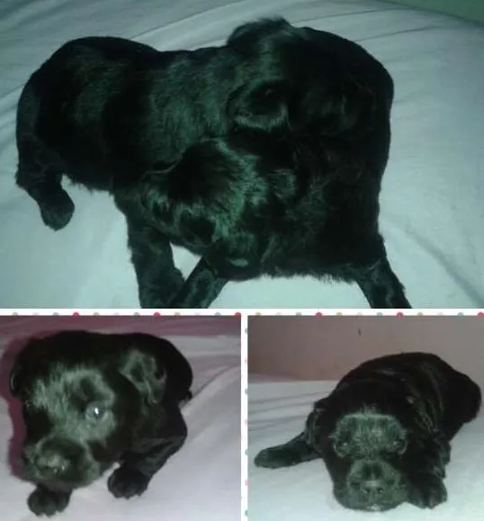 Cachorro ra a SRD idade Abaixo de 2 meses nome filhotes