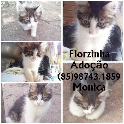 Gato ra a sdr idade 2 a 6 meses nome Florzinha