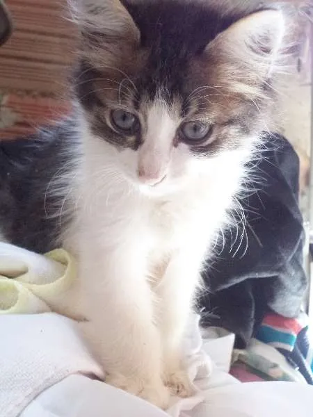 Gato ra a sdr idade 2 a 6 meses nome Florzinha