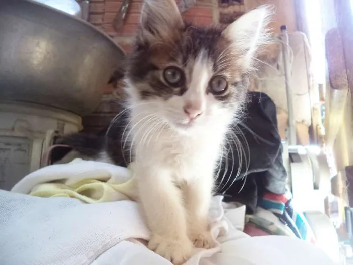 Gato ra a sdr idade 2 a 6 meses nome Florzinha