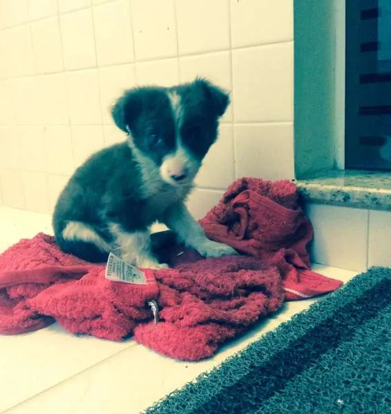 Cachorro ra a SRD idade  nome Shampoo