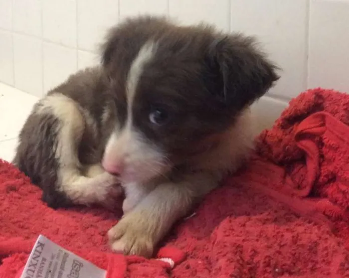 Cachorro ra a SRD idade  nome Shampoo