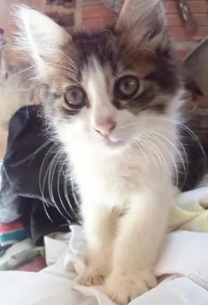 Gato raça sdr idade 2 a 6 meses nome Florzinha