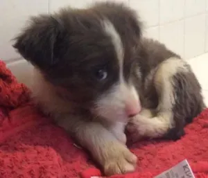 Cachorro raça SRD idade  nome Shampoo