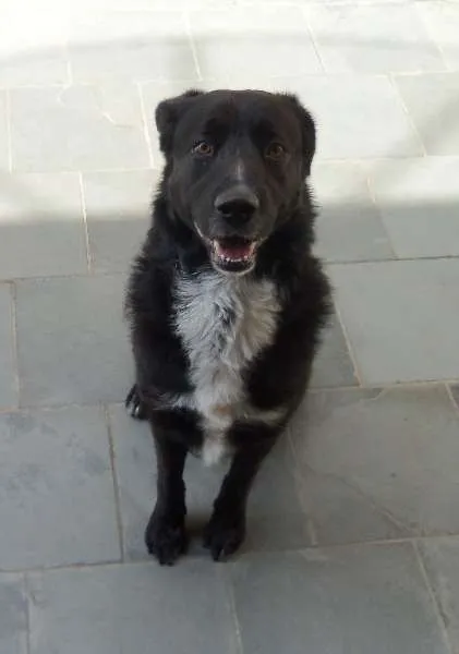 Cachorro ra a nao sei idade 1 ano nome nero