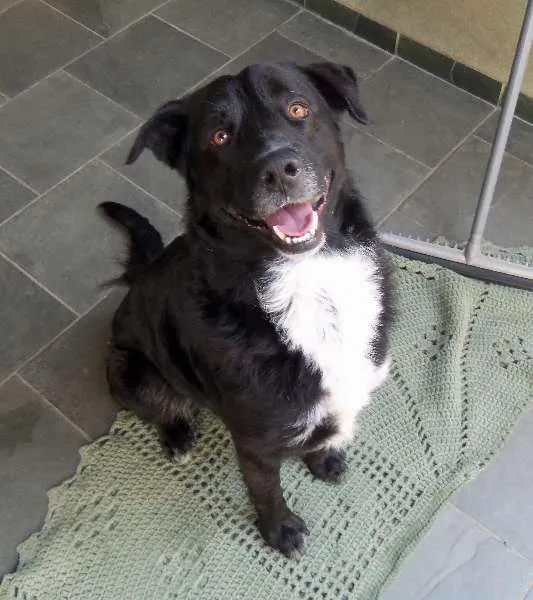 Cachorro ra a nao sei idade 1 ano nome nero