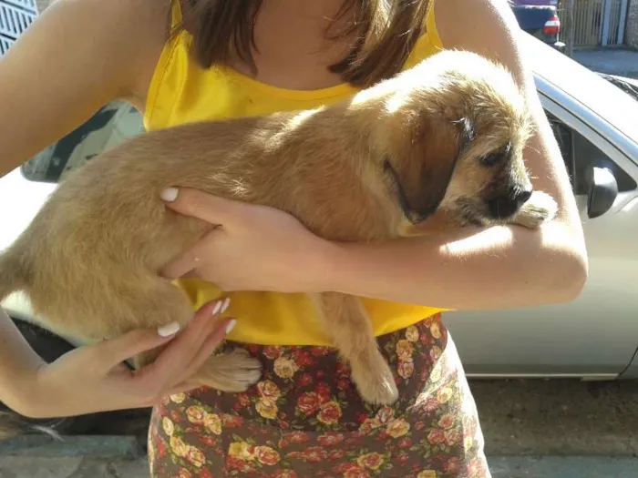 Cachorro ra a Sem raça definida idade 2 a 6 meses nome Ainda sem nome