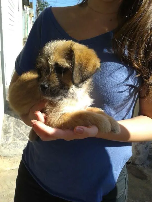 Cachorro ra a Sem raça definida idade 2 a 6 meses nome Ainda sem nome