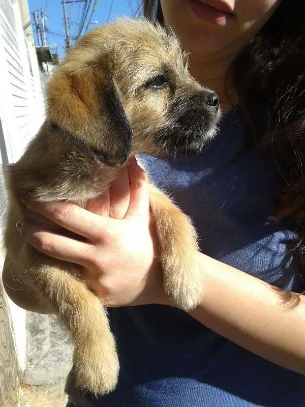 Cachorro ra a Sem raça definida idade 2 a 6 meses nome Ainda sem nome