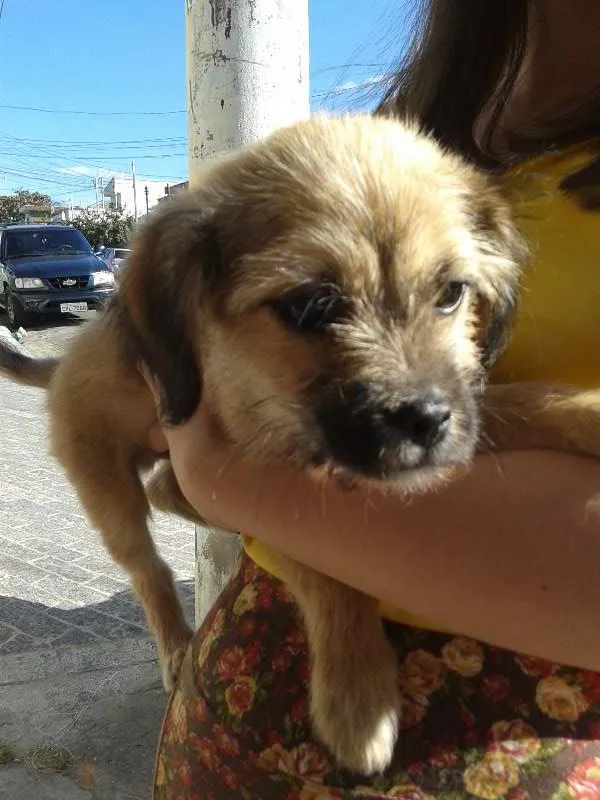 Cachorro ra a Sem raça definida idade 2 a 6 meses nome Ainda sem nome