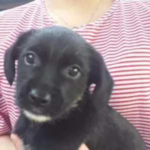 Cachorro raça SRD idade Abaixo de 2 meses nome Menina